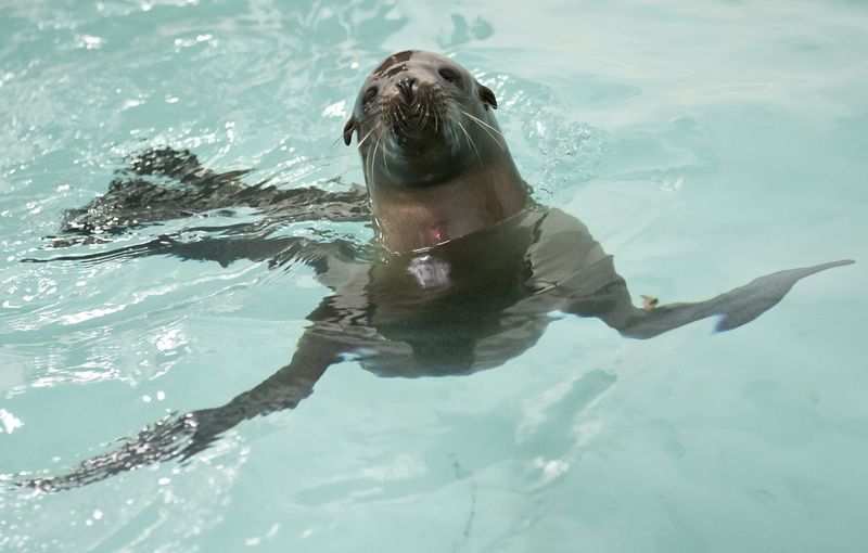 Foto: Brenna Hernandez / Shedd Aquarium